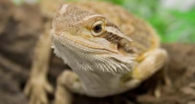 New centre to offer a refuge for reptiles