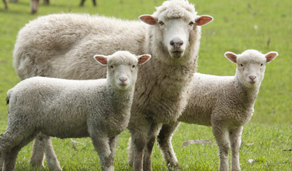 Two SBV cases in Scotland