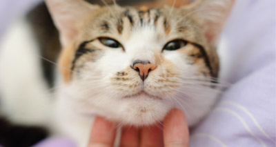 Scientists shed light on fighting toxoplasmosis