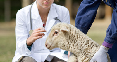 Dedicated vet can increase sheep farmer engagement - study