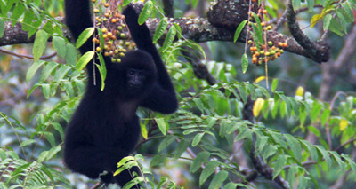 Projects help to protect rare gibbon in Vietnam