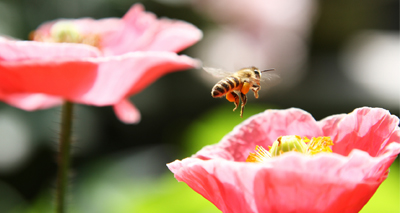 Proposals leaked for total ban on key neonicotinoids