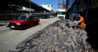 Investigation reveals loopholes in shark fin trade