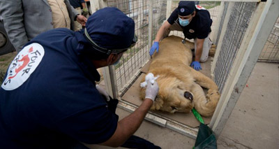 Vets prevented from saving Mosul zoo animals