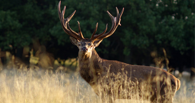 Stag caught using antlers to steal food