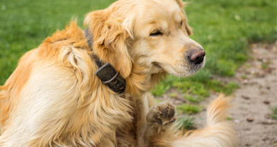 Vets warned against rise in pets with fleas