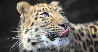 Amur leopard enclosure off-show to visitors