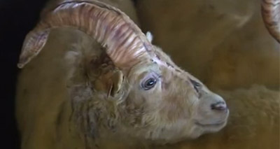 Farmers discover ‘unicorn’ in Iceland