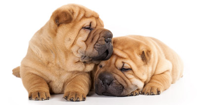 Kennel Club introduces new DNA test for shar-peis