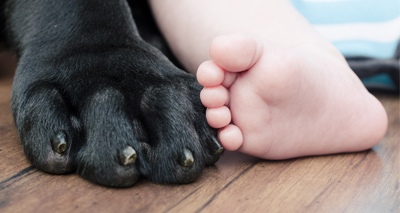 Pets ‘may reduce allergies and obesity’