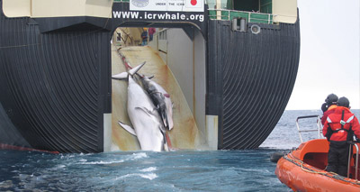 Activists outraged over Japan whale killings