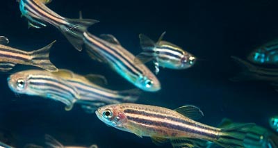 Larvae 'could replace use of adult fish in pain research'