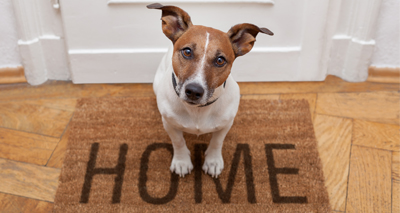The lost owner epidemic