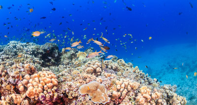 Rising temperatures will kill coral reefs, scientists warn