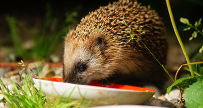 Wildlife charities bust hedgehog myths