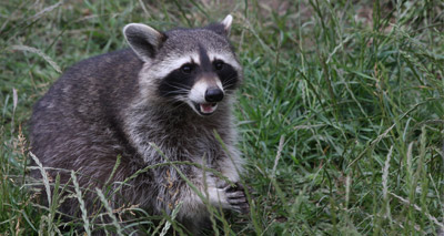 Researchers call for control of racoon dogs