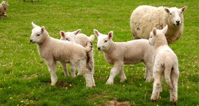Artificial womb keeps premature lambs alive