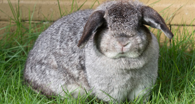 'More research needed on rabbit obesity'