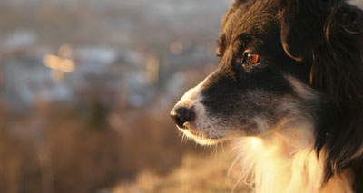 Largest dog breed study yet offers new insights