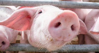 FVE calls for tougher slaughterhouse controls