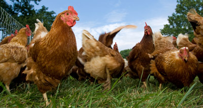Avian flu measures in England to be relaxed