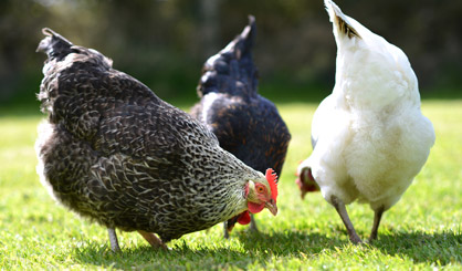 H5N8: Birds in England to be let outside