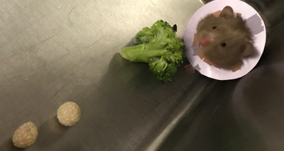 Vets amputate hamster’s leg after cooker accident