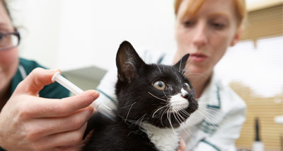 Vets urged to ‘spread the word’ on vaccines