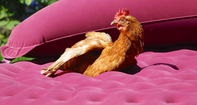 Study ranks chickens sixth most popular pet