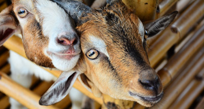 Deadly goat plague threatens Europe