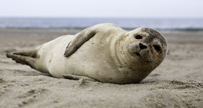 Shipping noise ‘may cause hearing loss’ in seals