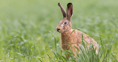 Brown hares ‘could benefit from non-native crops’