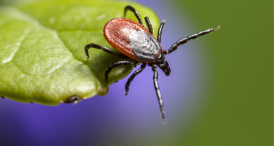 Wildlife conservation ‘could increase risk of Lyme disease’