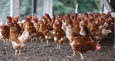 Avian flu study offers new insights
