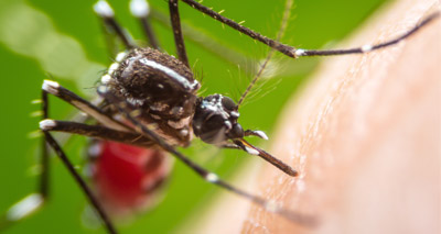 Study a potential ‘game-changer’ for mosquito control