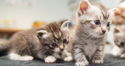 Genome sequencing reveals cause of rare feline diseases