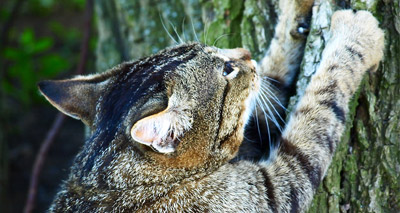 Study links declawing to abnormal behaviour
