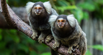 Marmoset study reveals link between depression and cardiovascular disease