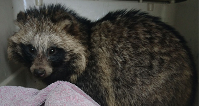 Raccoon dogs ‘becoming more popular as pets’