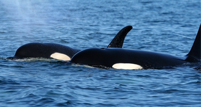 Killer whale contained ‘highest level of PCBs’ ever recorded