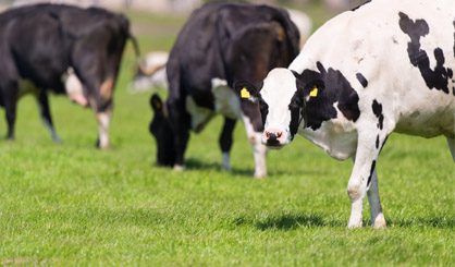 ‘New approach’ needed to tackle TB in Wales