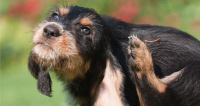 First veterinary monoclonal antibody receives EU approval