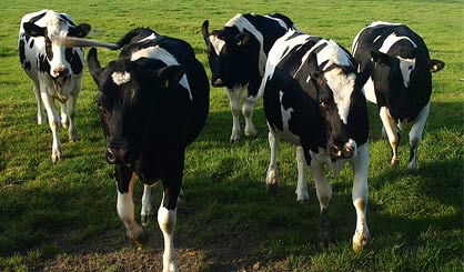 bTB incidence falls by 35 per cent in Welsh IAA