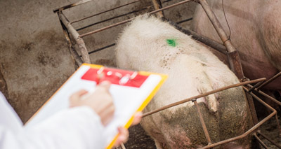 Document compares pig welfare standards across the world