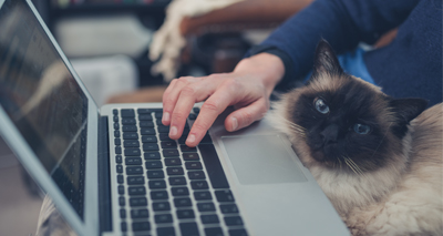 Cats reduce exam-related stress, survey finds