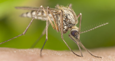 New model for vector-borne diseases