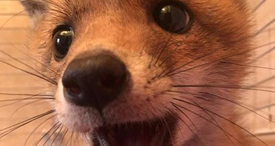 Fox cub 'lodger' found under sofa