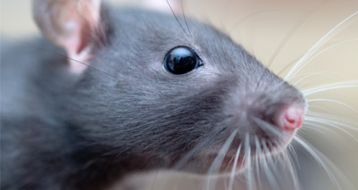 Rat study reveals osteoarthritis links