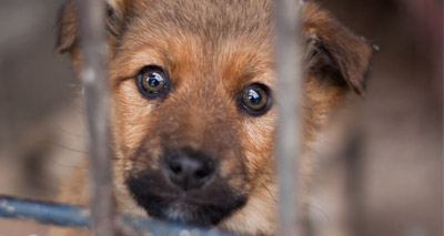 Vets raise concern over online animal trade