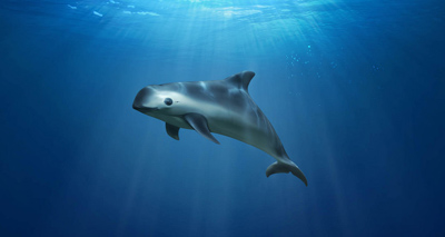 Rare porpoise faces ‘imminent extinction’